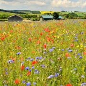 Meet your Posher, Cryssy